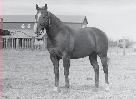 Working Lines: Cee Bars at the Burnett Ranch