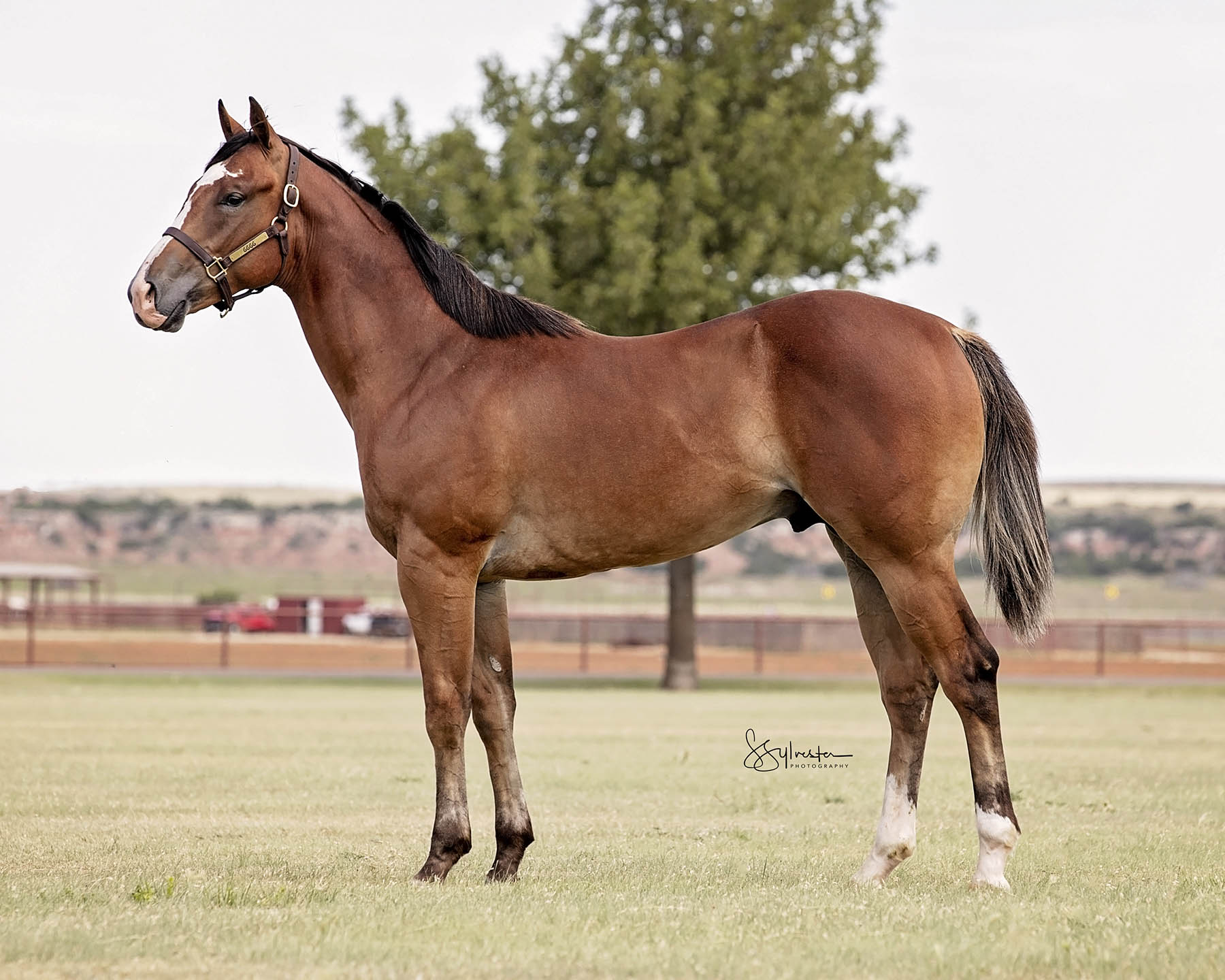 Ruidoso Quarter Select Yearling Sale 6666 Ranch