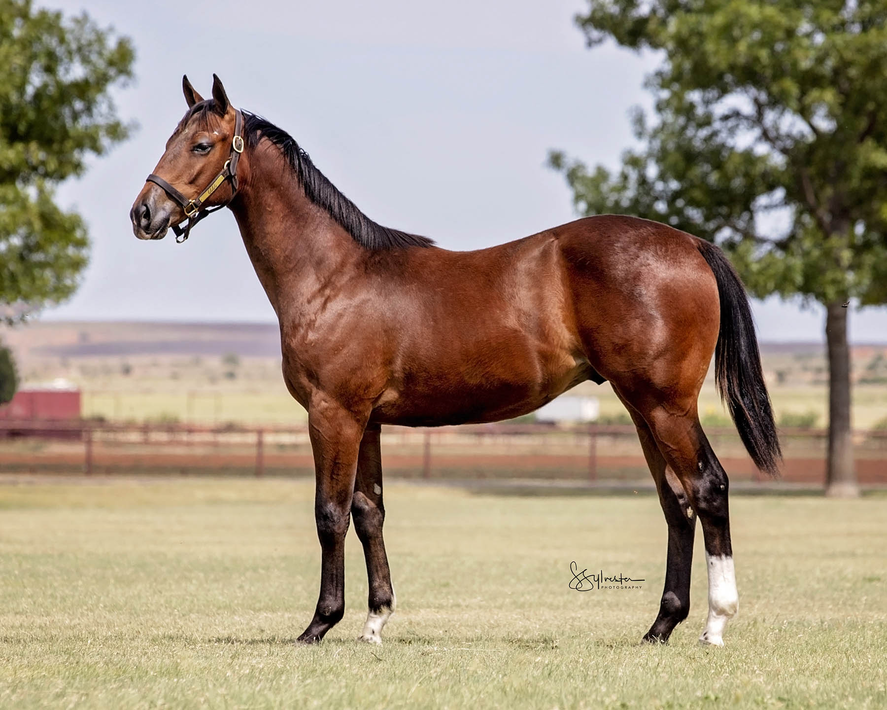 Ruidoso Quarter Select Yearling Sale 6666 Ranch