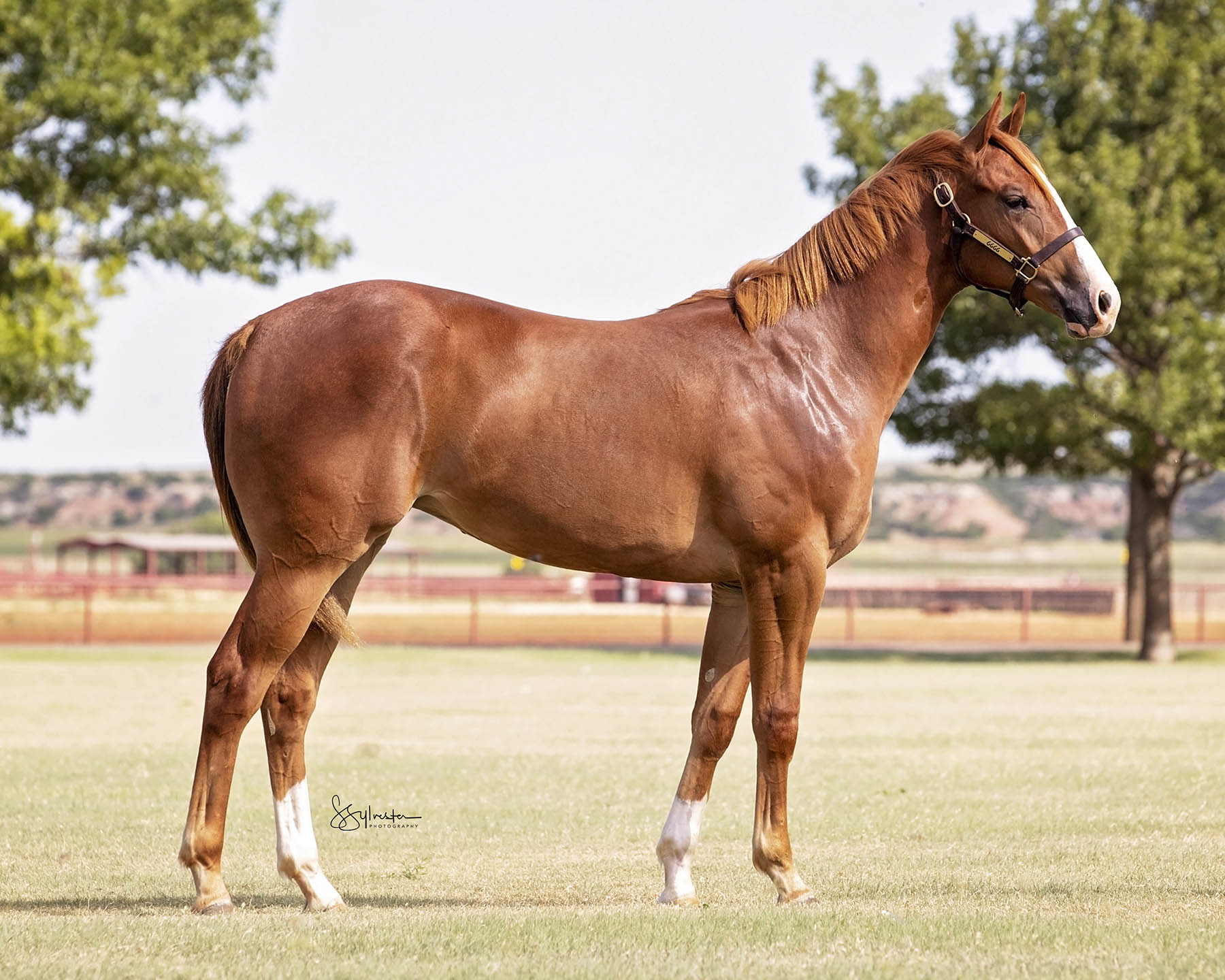 Ruidoso Quarter Select Yearling Sale 6666 Ranch