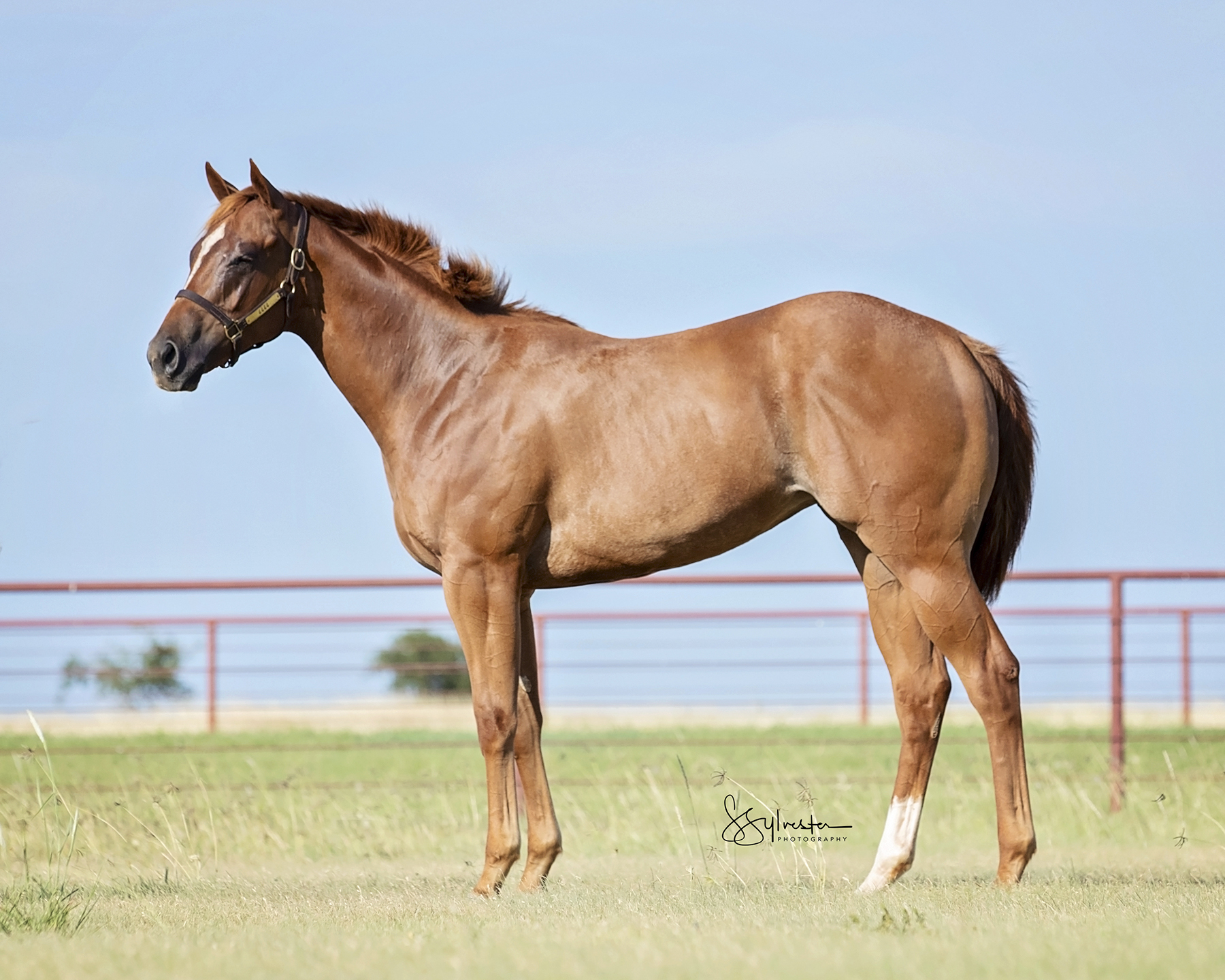 Ruidoso Quarter Select Yearling Sale 6666 Ranch