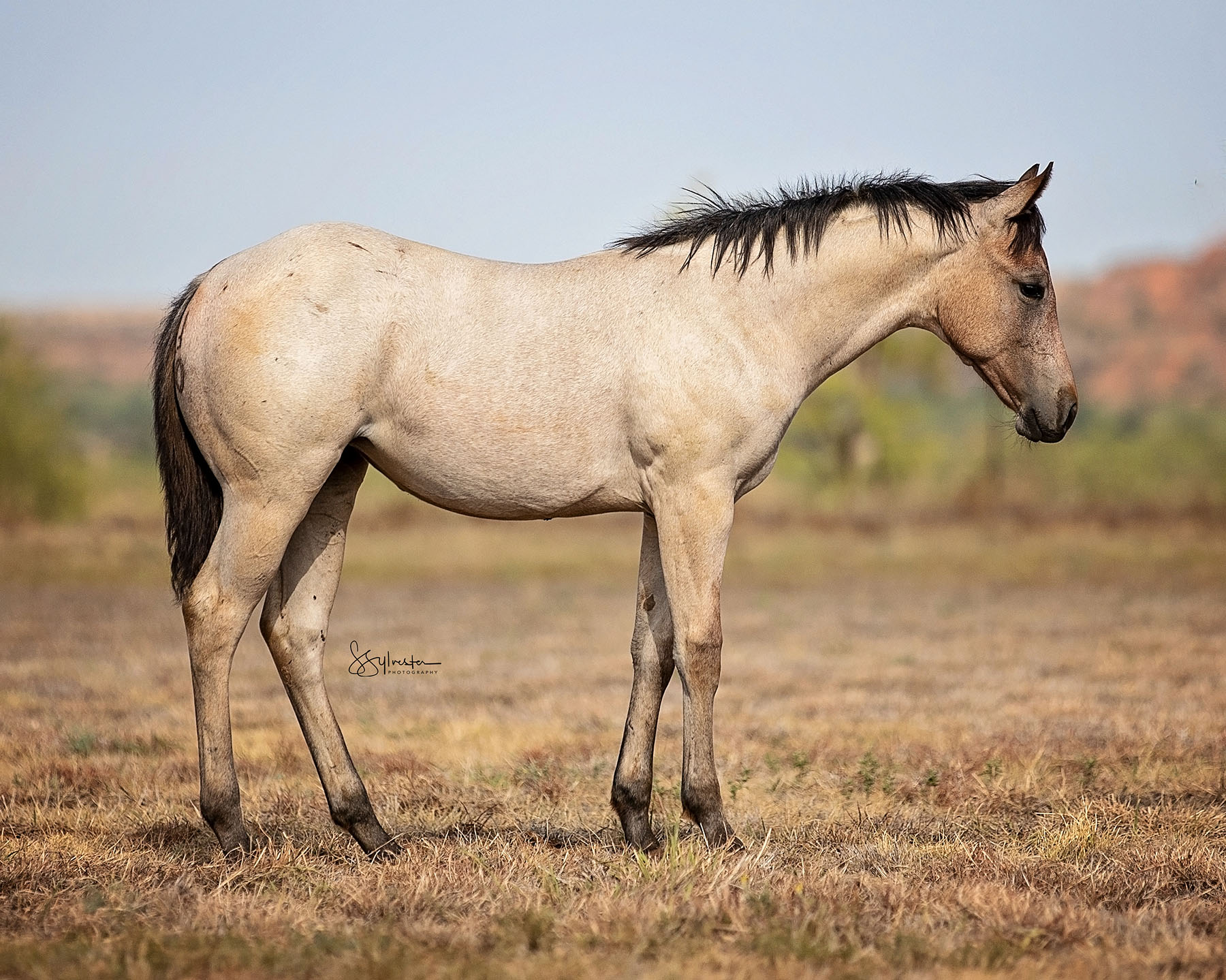 Return to the Remuda Sale 6666 Ranch