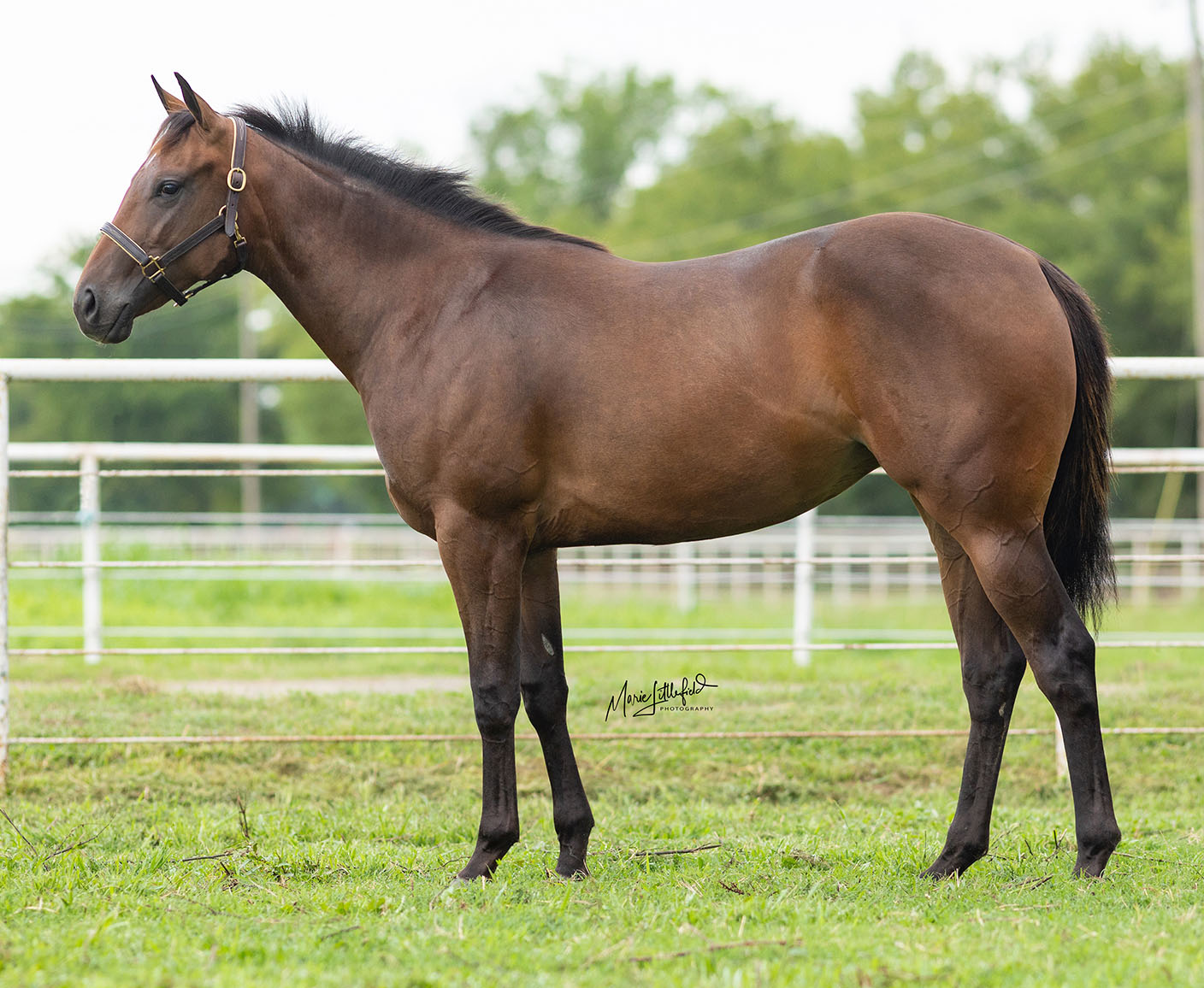 Ruidoso Select Yearling Sale 2025 Catalog Jaime Lillian