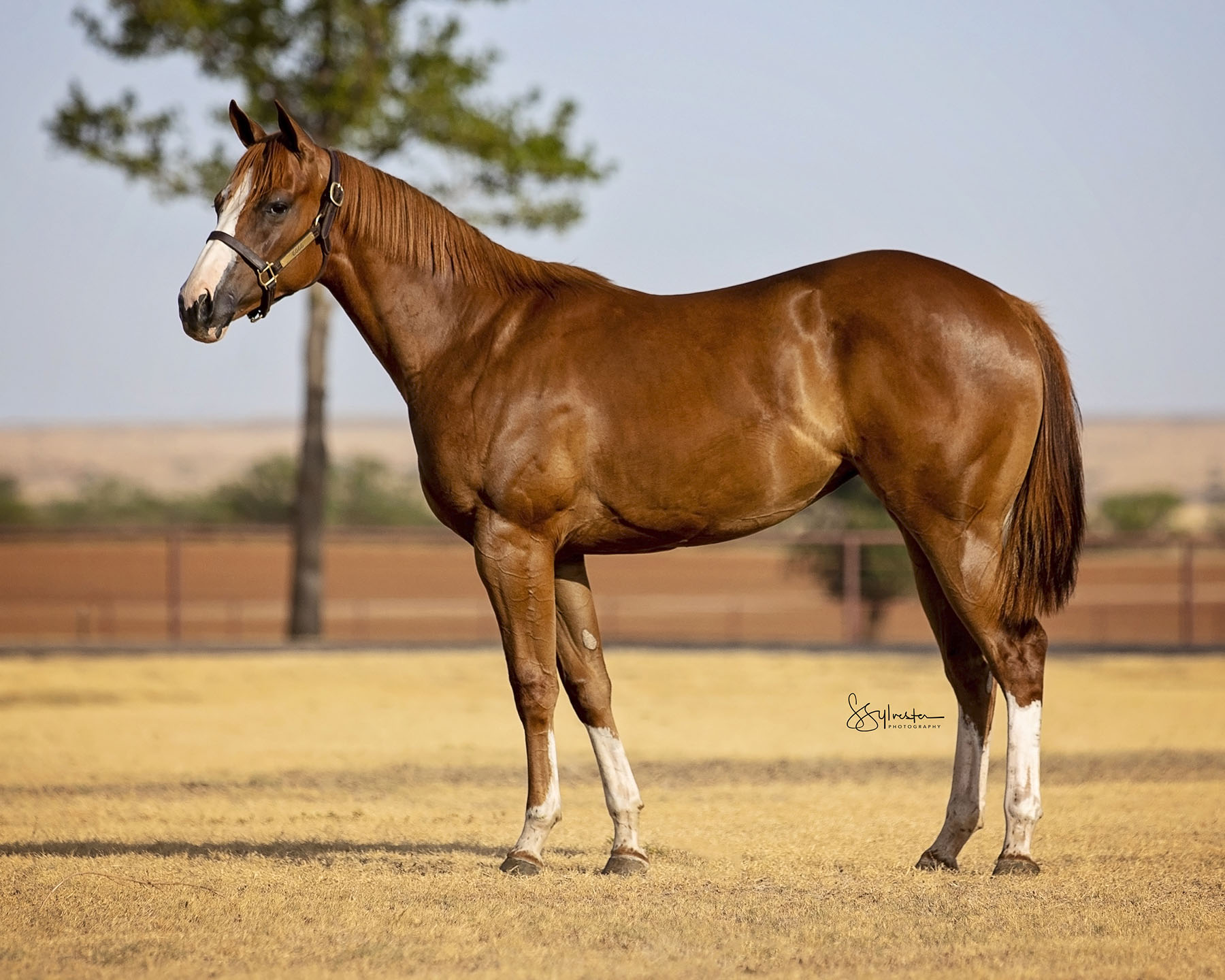 TQHA Yearling Sale 6666 Ranch