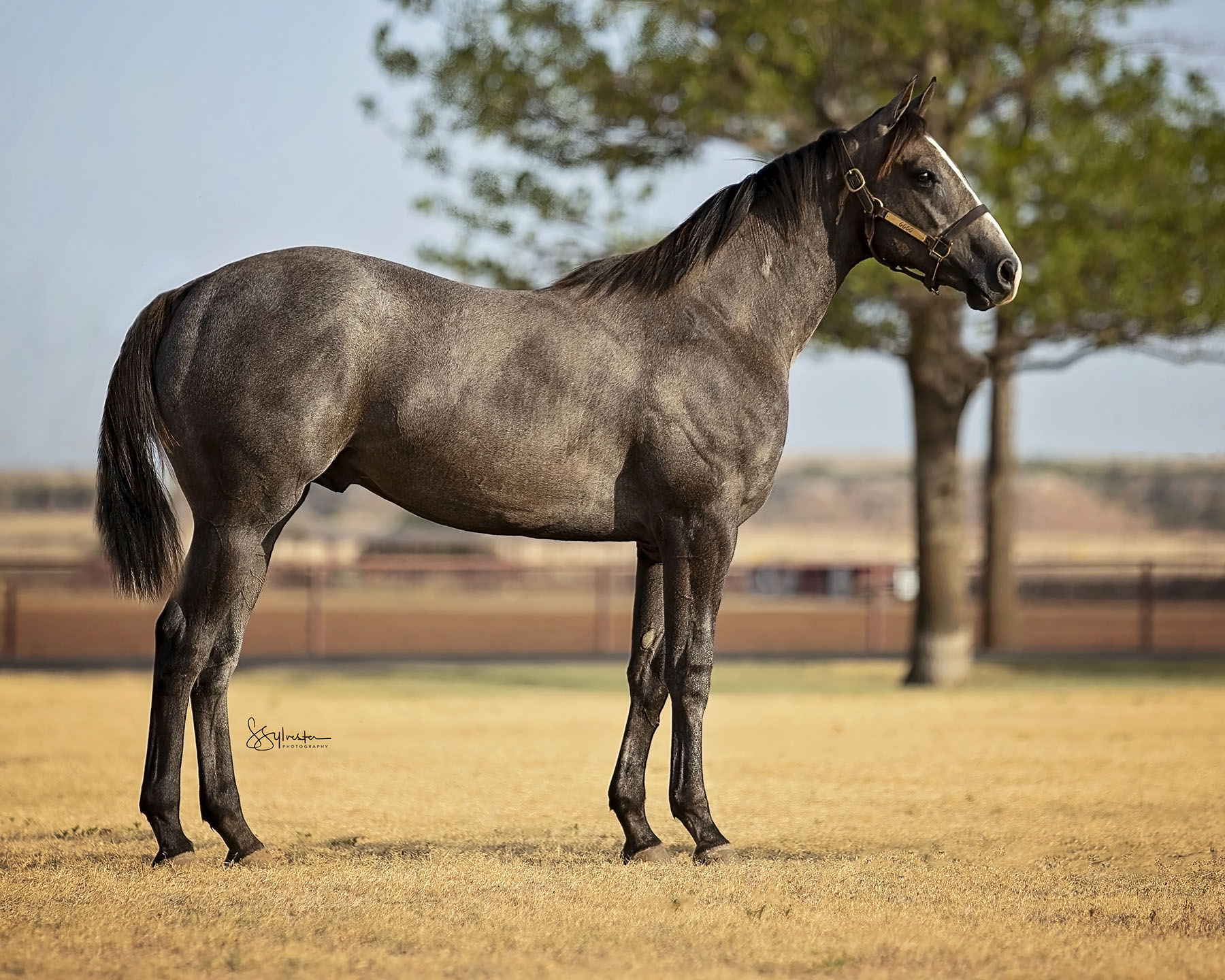 Tqha Yearling Sale Results 2025 Berna Cecilia
