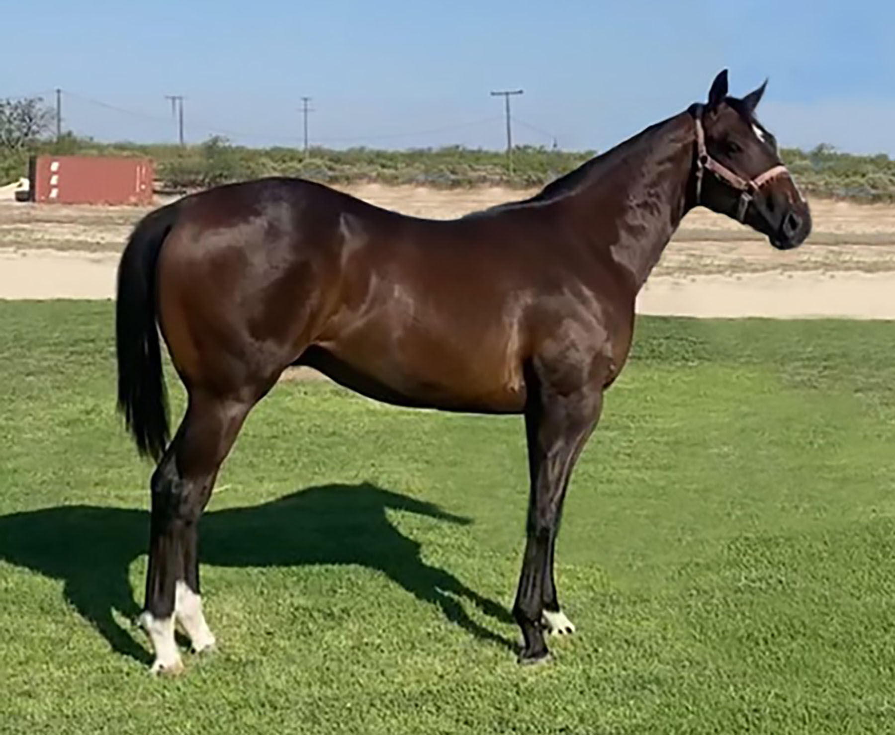TQHA Yearling Sale 6666 Ranch