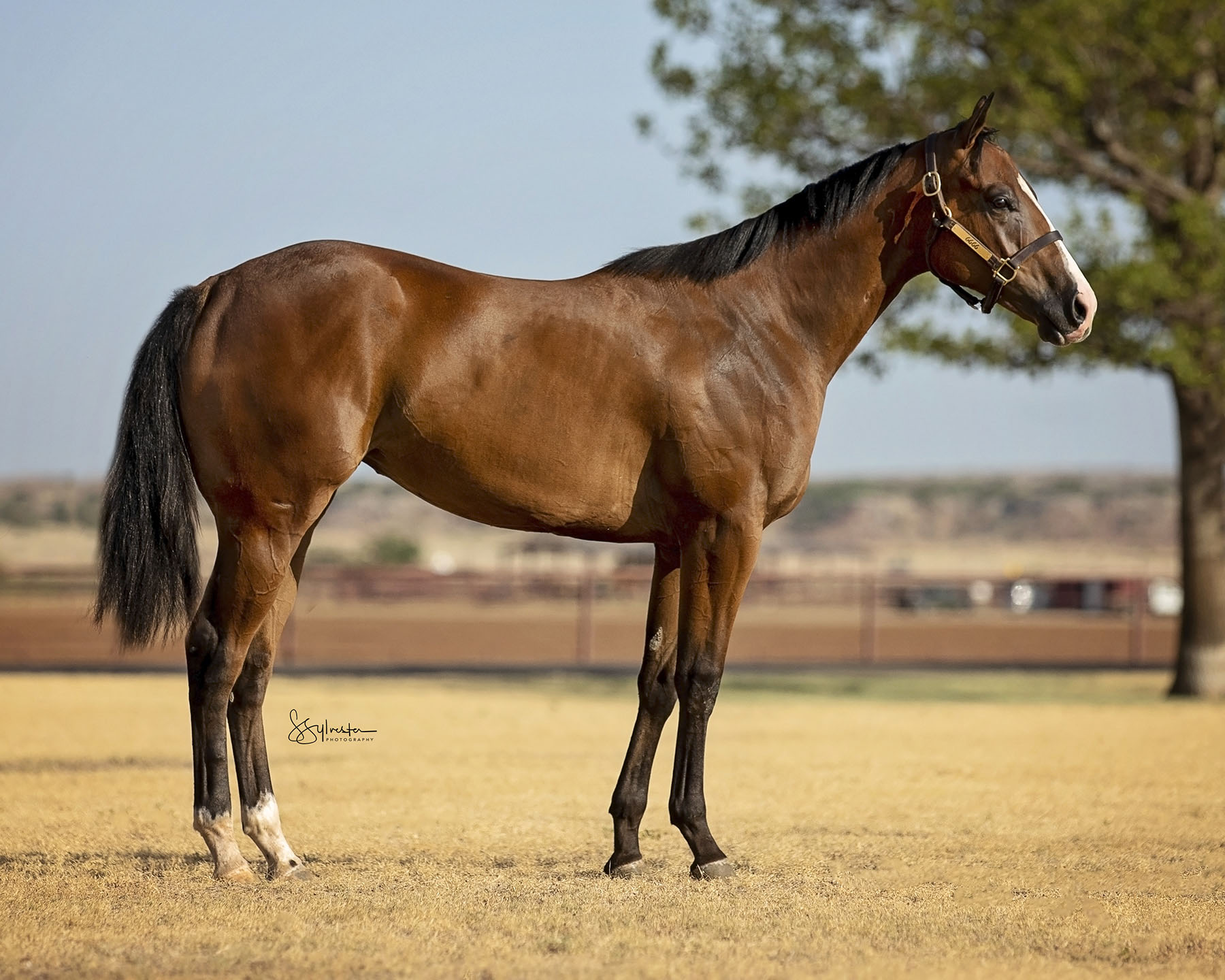 TQHA Yearling Sale 6666 Ranch