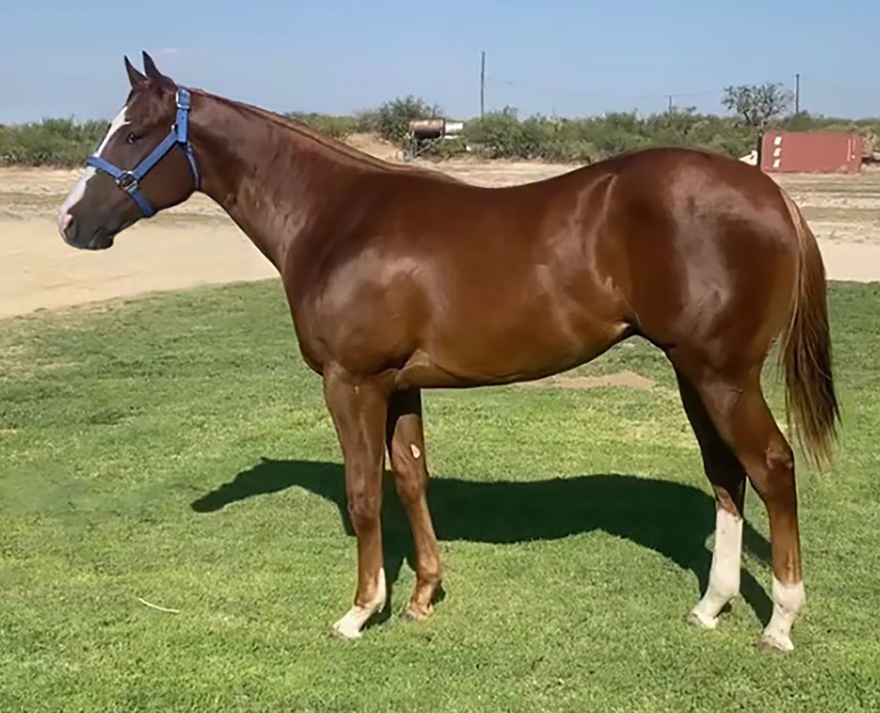 TQHA Yearling Sale 6666 Ranch