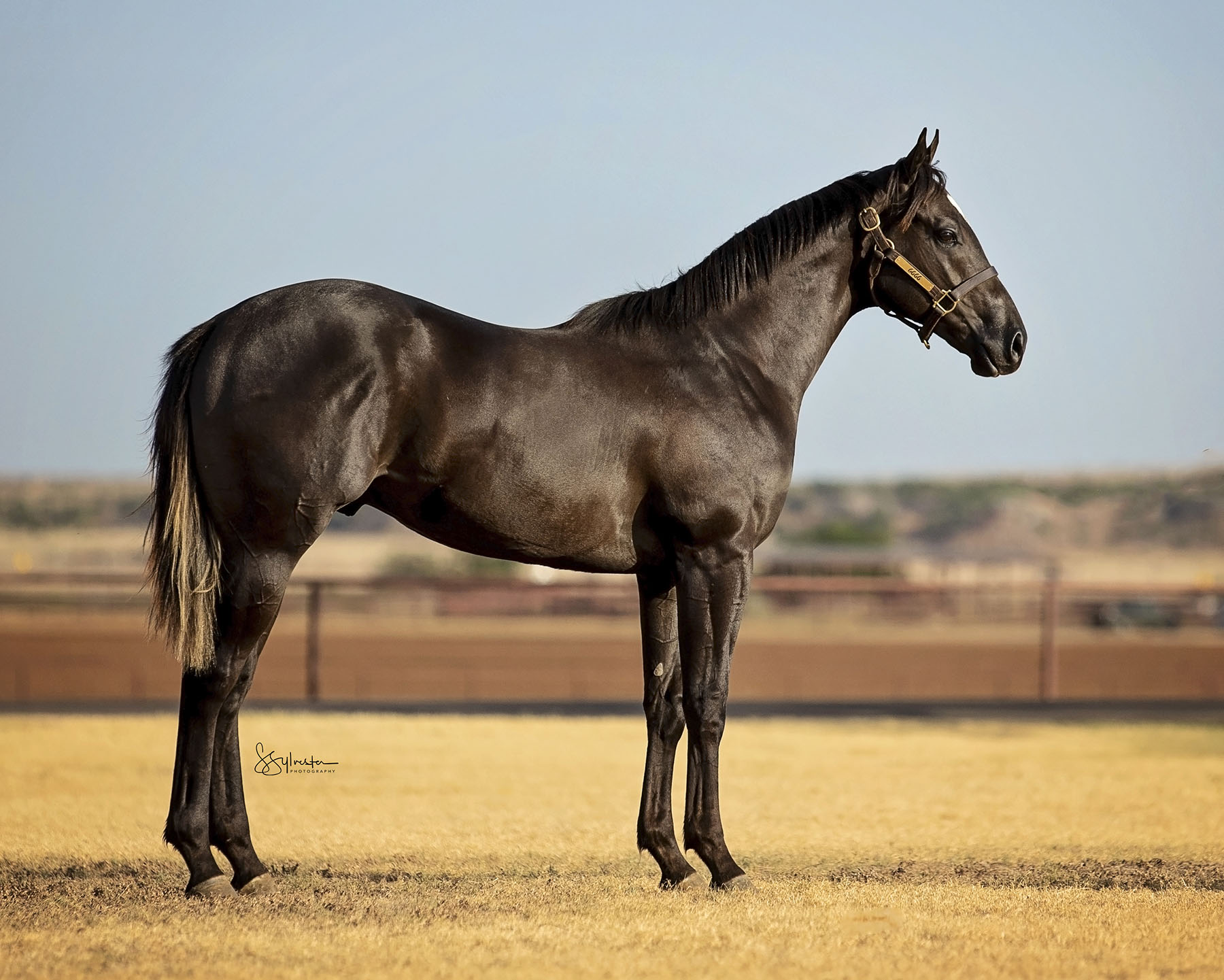 TQHA Yearling Sale 6666 Ranch