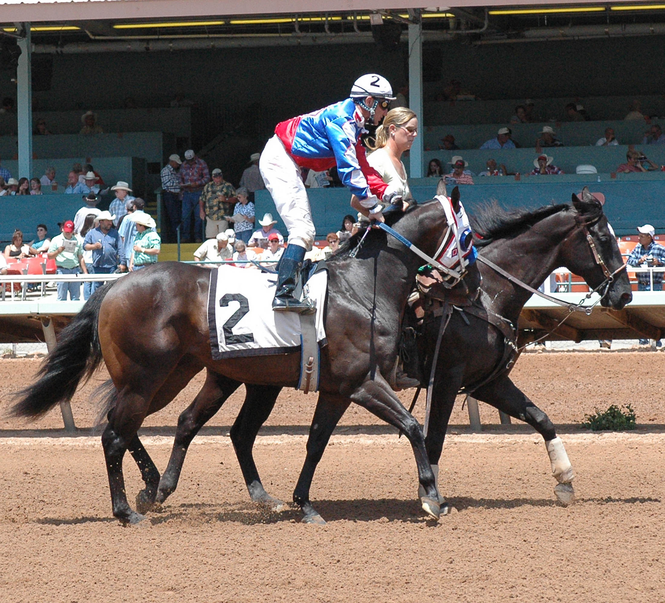 Grade 1 Performer and Grade 1 Stakes Sire Captain Courage Euthanized