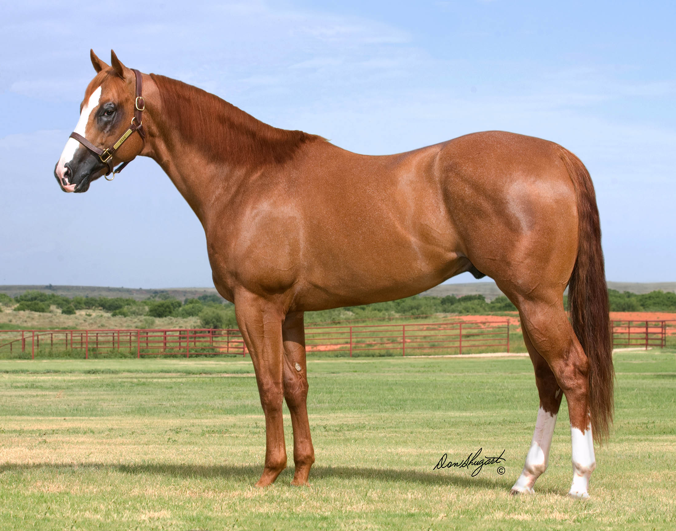 Pink Buckle Barrel Horse Sale 6666 Ranch