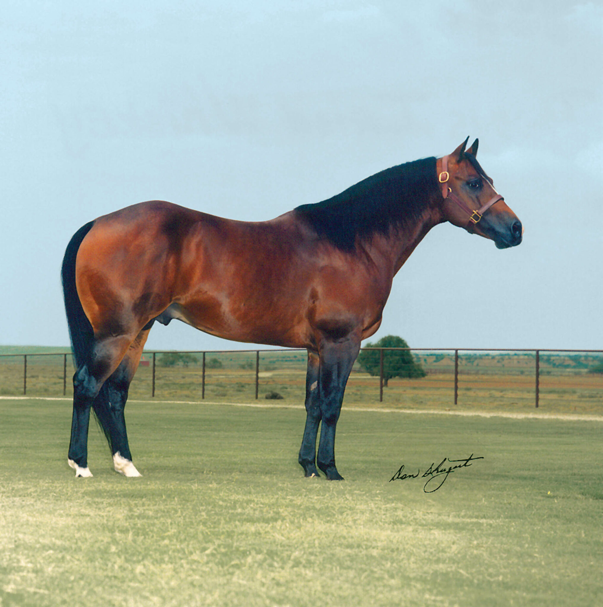 Paddys Irish Whiskey 6666 Ranch