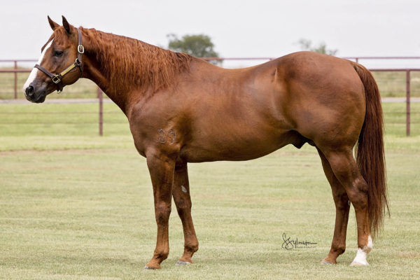 WagonStake01