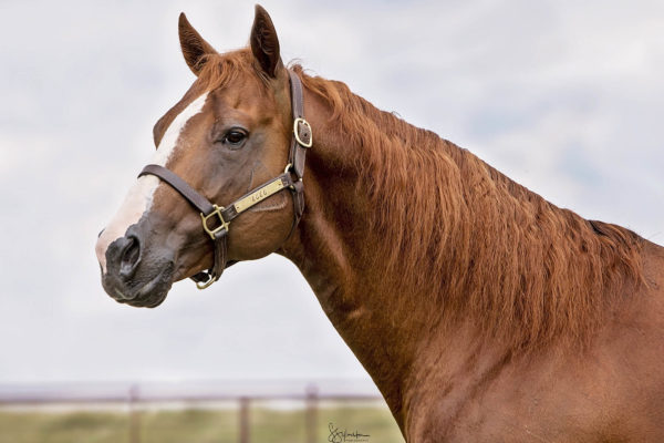 WagonStake02
