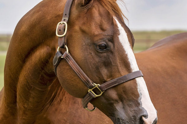 WagonStake03